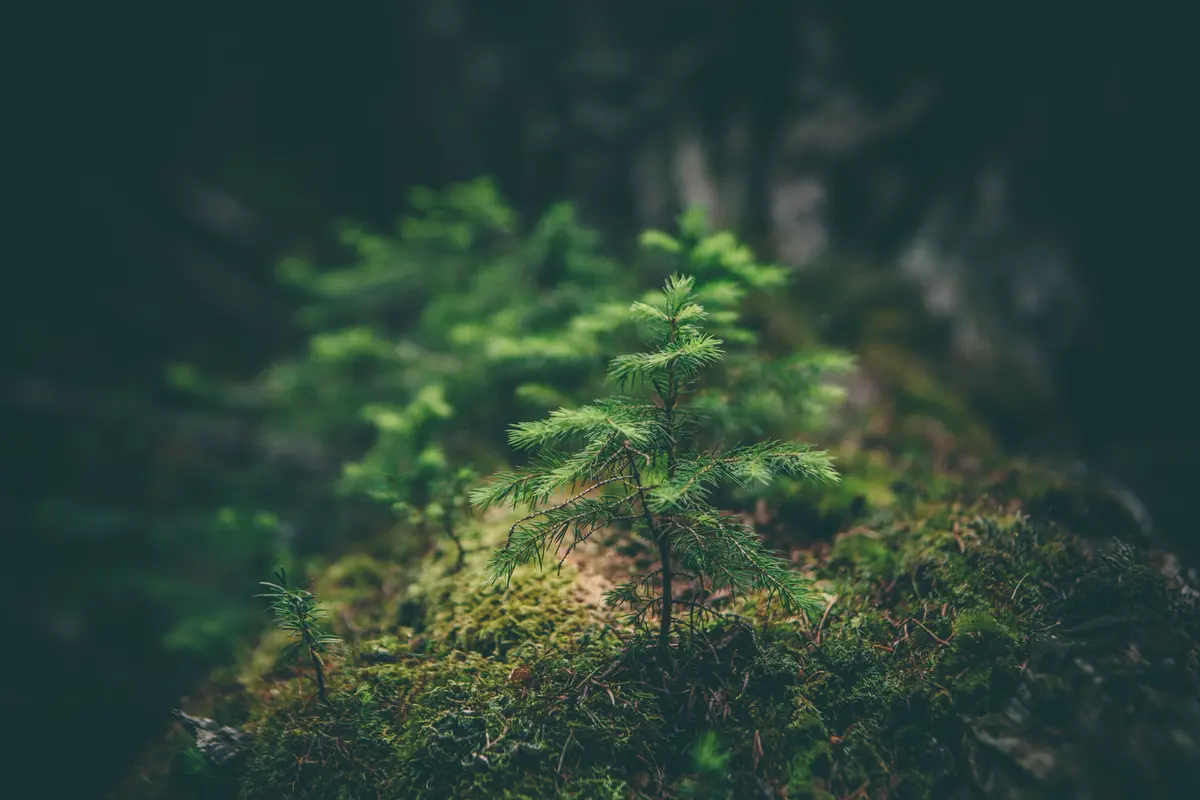Tree close up in a forest